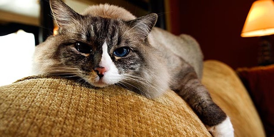 Фото: Petfinder