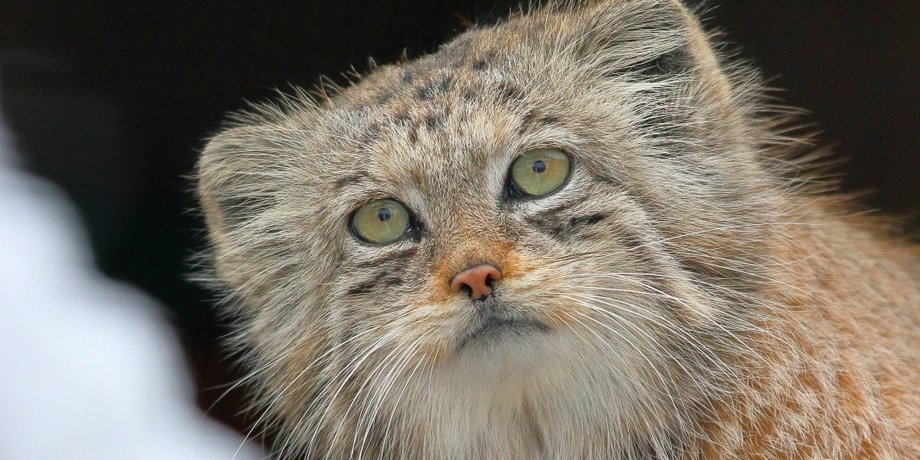 Манул, дикий кот, дикие кошки, факты о манулах