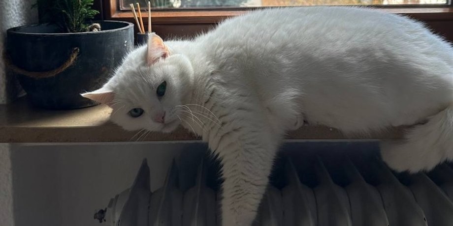 кот
