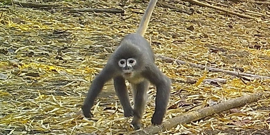 Мавпа Popa langur, джунглі