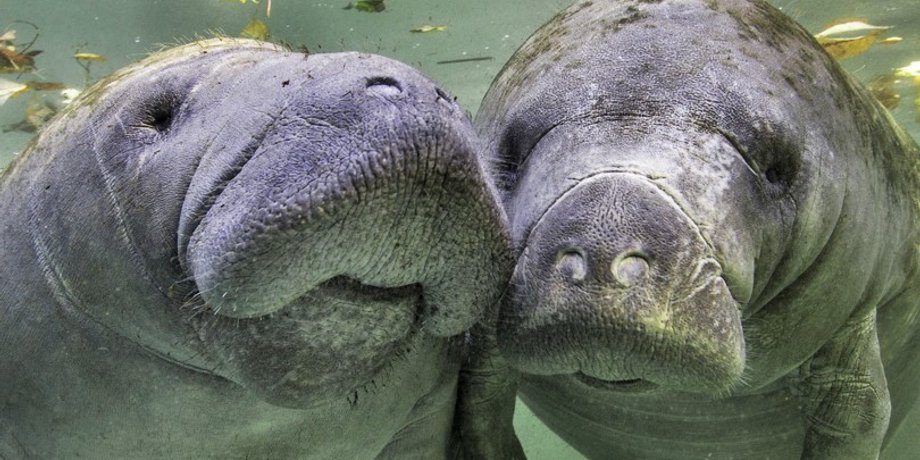 морские коровы, водные млекопитающие, животные
