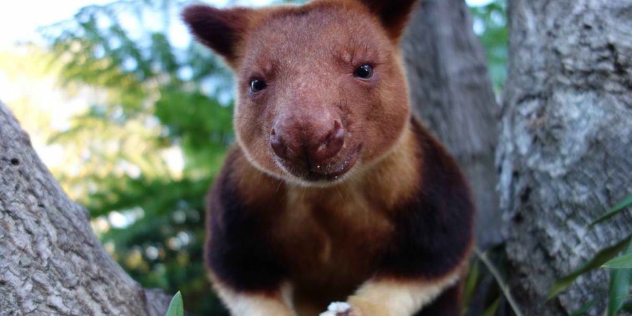 Древесный кенгуру / Фото: animalwild.net