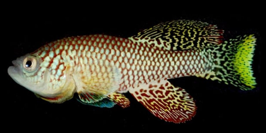 Фото: MDI Biological Laboratory