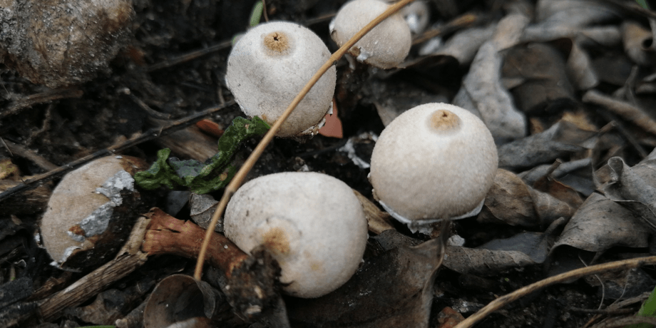 Tulostoma cyclophorum, гриб, тулостом