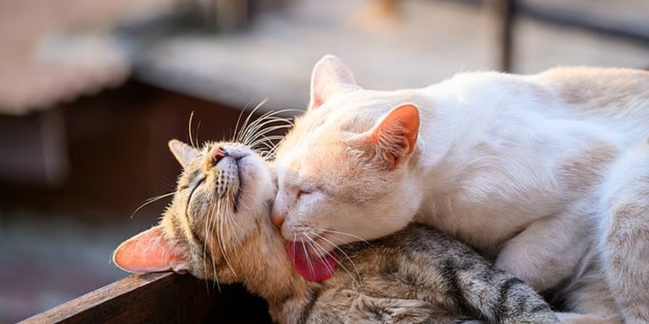 коти