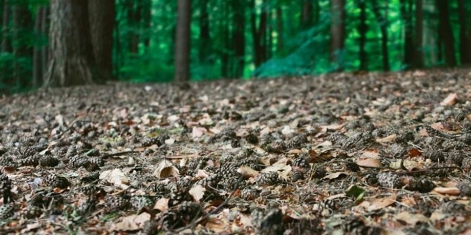 ліс, звуки лісу, як звучить ліс