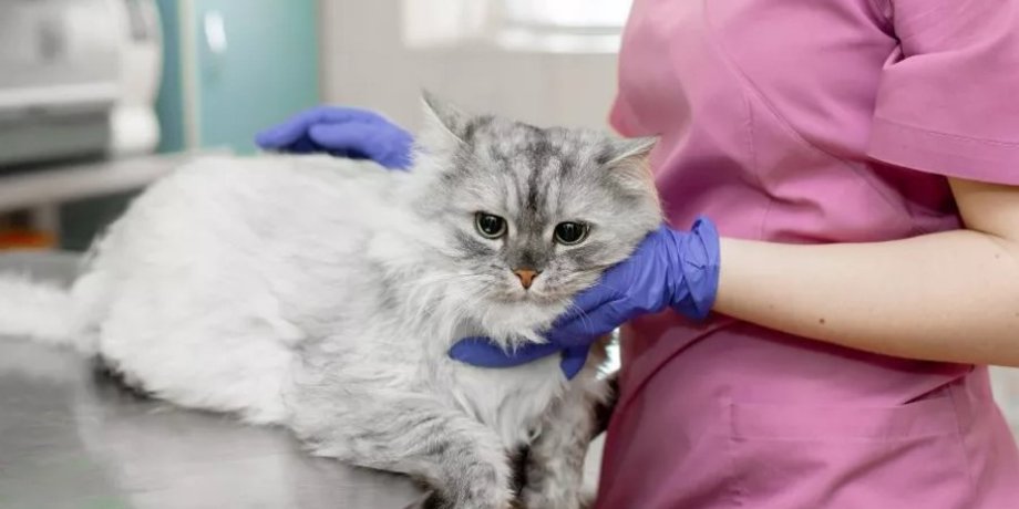 котячий коронавіруск, коронавірус у кішок