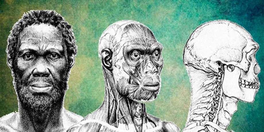 Людина розумна, еволюція людини, ранні Homo sapiens, Афарський трикутник, палеоантропологія, стародавні скам'янілості, анатомічні особливості, взаємодія гомінінів, еволюція розміру мозку, кам'яні знаряддя праці, епоха плейстоцену