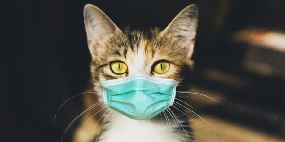 кот коронавирус, ковид, корона, домашний питомец, COVID-19 у кота
