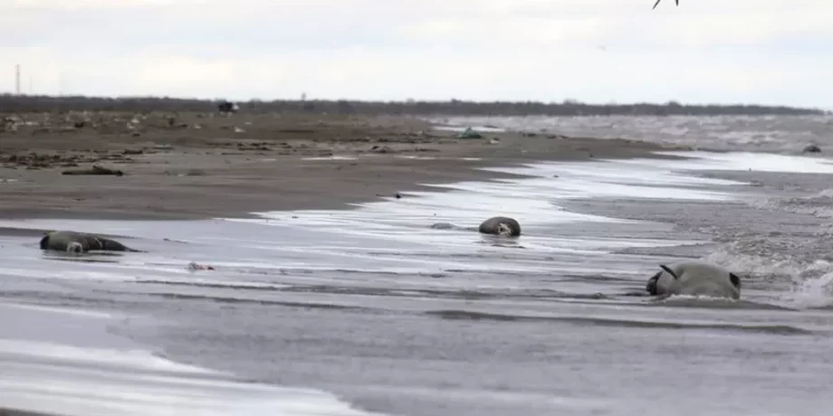 Викид тюленів на березі Каспійського моря