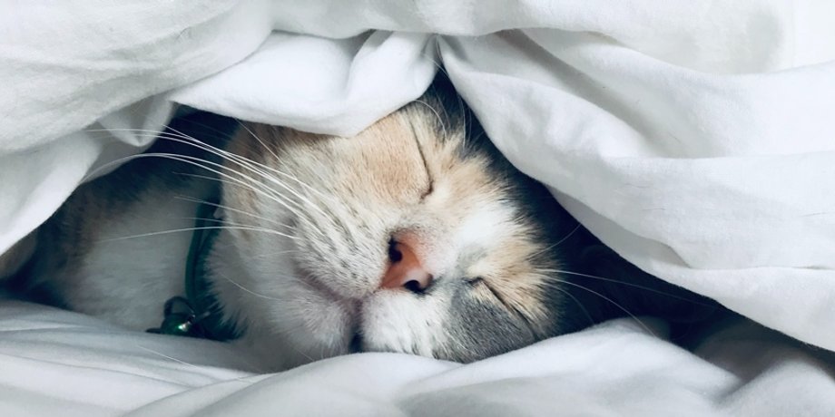 сон, кот