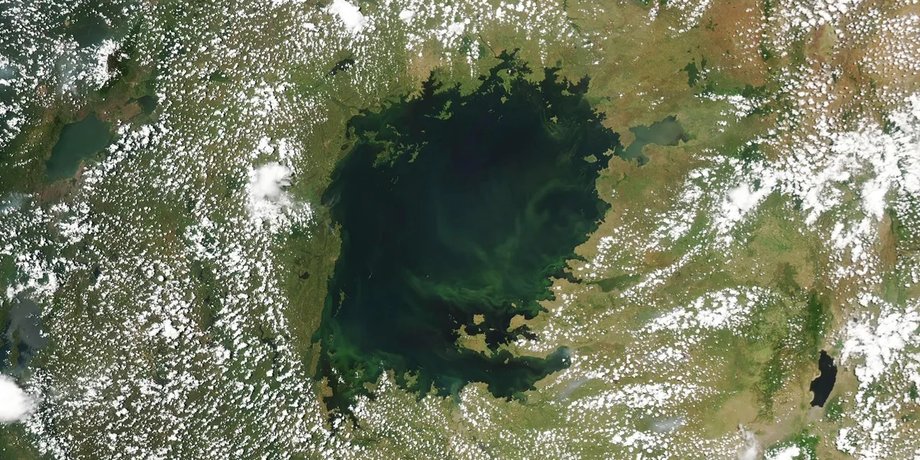 вікторія, озеро вікторія, озеро вікторія колір, озеро вікторія водорості