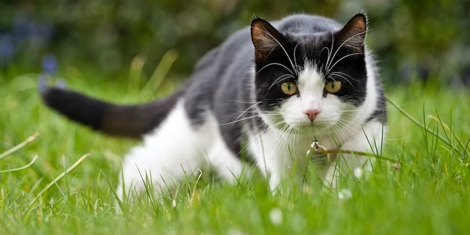 коты, уличные коты, домашние коты, выгул котов