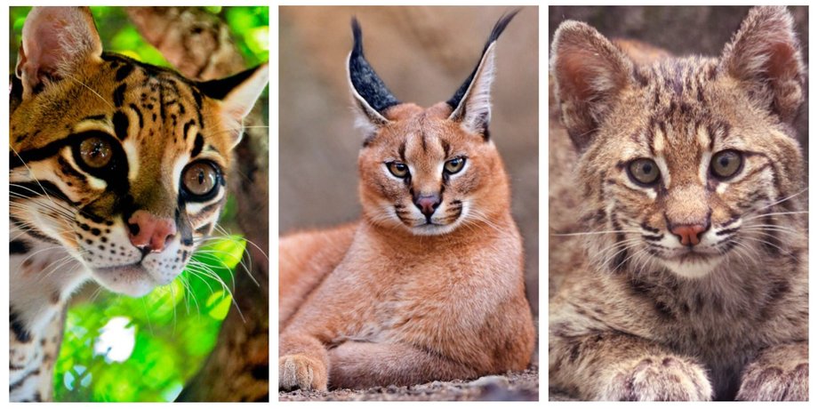 кошка, домашняя кошка, дикая кошка, коллаж