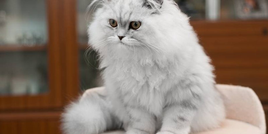 кошки, кошка стрижка, стричь кошку