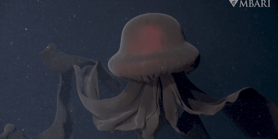 медуза S. gigantea, море, вода, фото