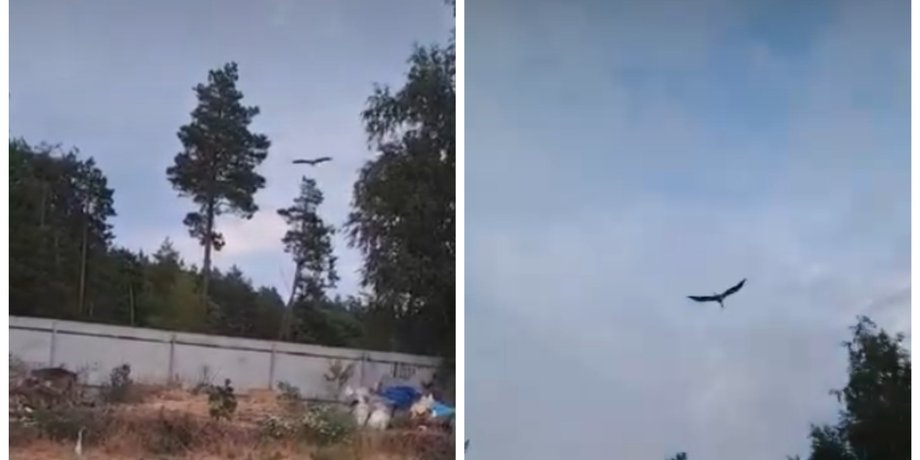 "Детство завершилось": известная аист Катя улетела вместе с другой стаей