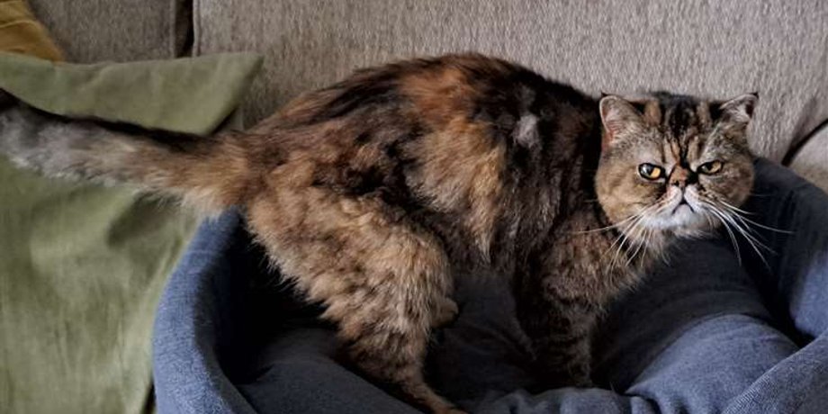 кошка, пропала кошка, кошка выжила, кошка лея