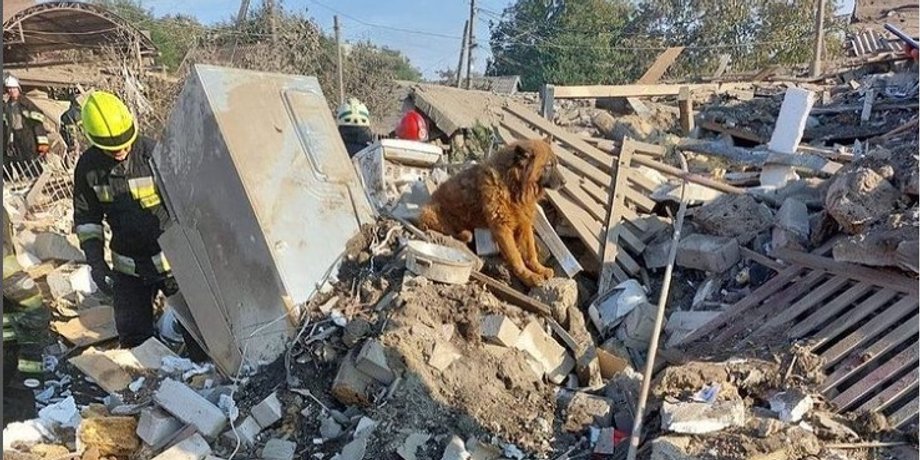 собака "крым", пес "крым", обстрелы в днепре
