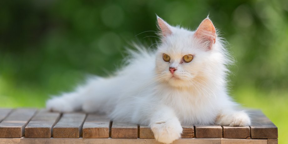 белый кот, глухота