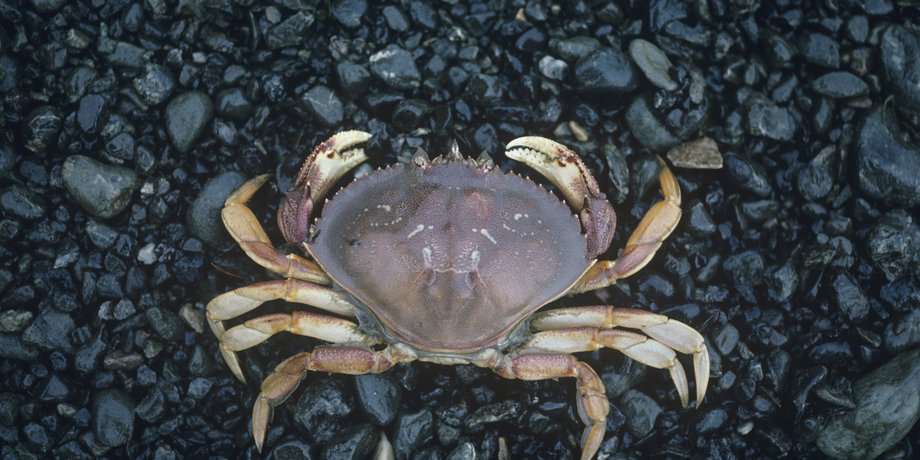 краб, краб у морі, коричневий краб