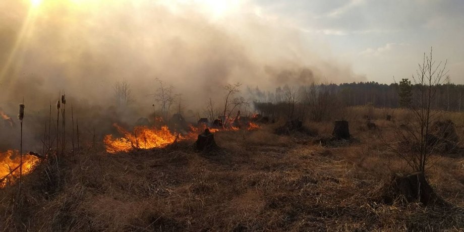 підпав сухостою, відповідальність за сухостій