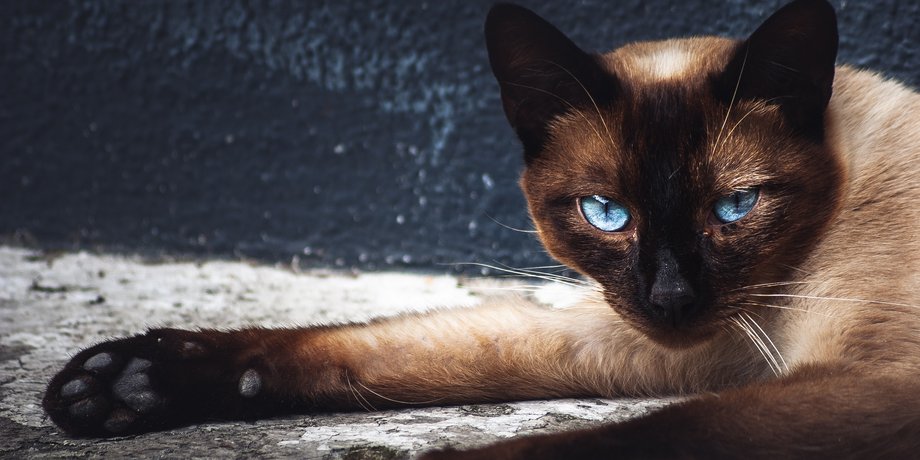 сиамская кошка, сиам