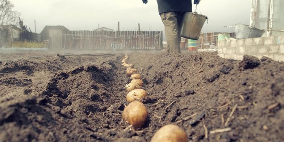 посадка картошки, завод автотор, производство авто, автопром рф, санкции против рф, посадить картошку