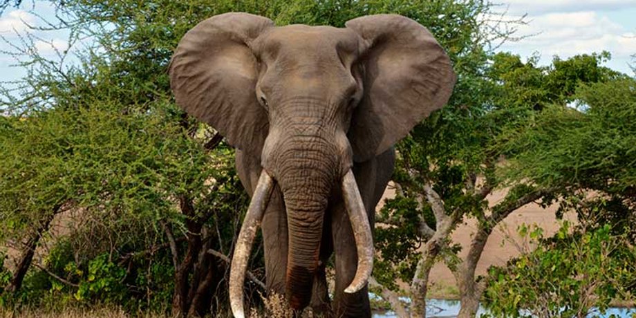 Фото: Kruger National Park