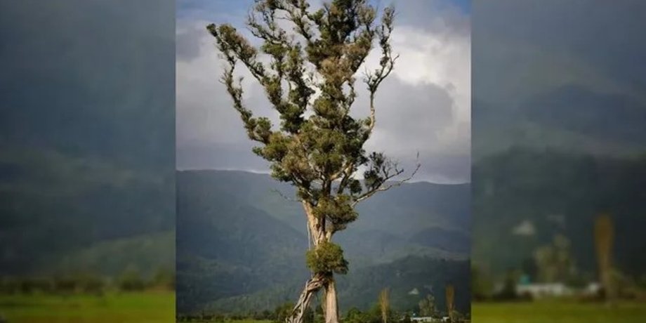 рата, ходяче дерево