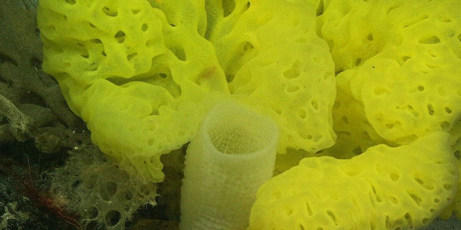 морская губка, животные, Земля