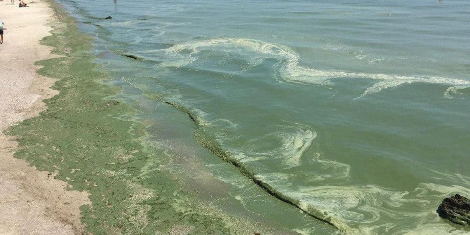 в одессе зацвело море