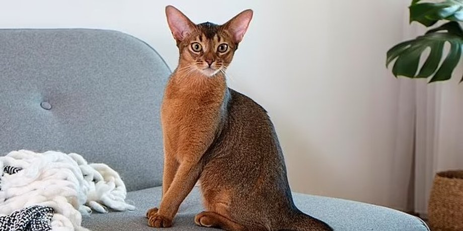 абиссинская кошка