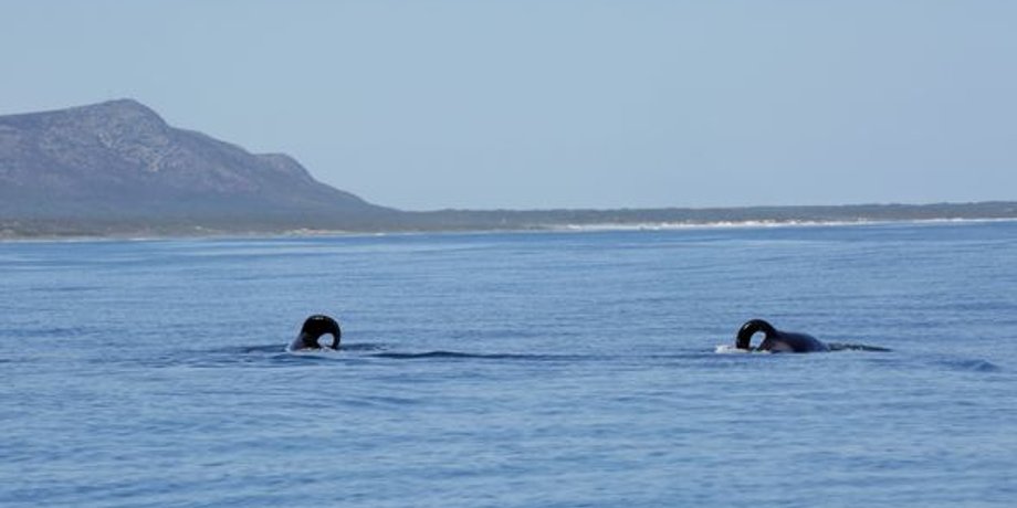 Косатки в водах ЮАР
