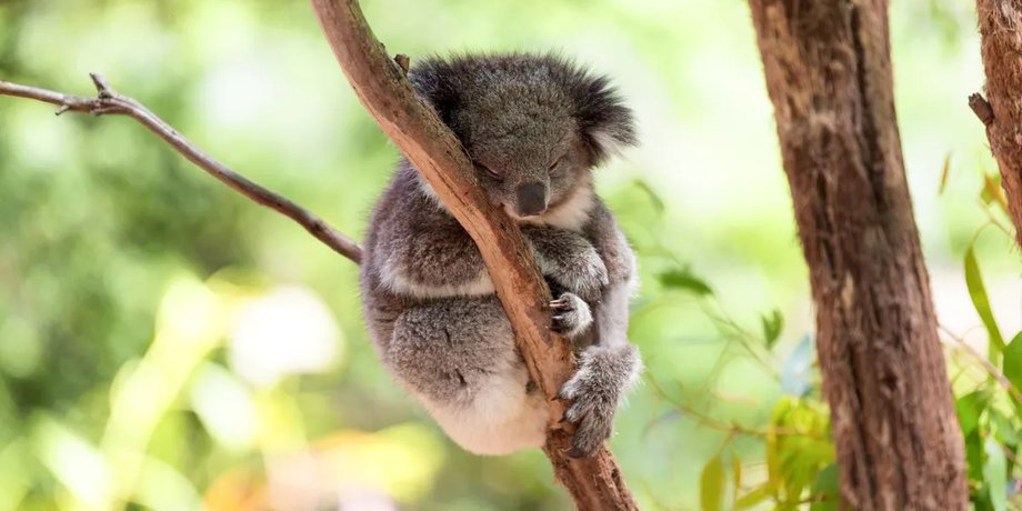 коалы, коалы сон, сон коалы