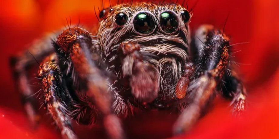 павук-вампір, павук-скакун, павуки