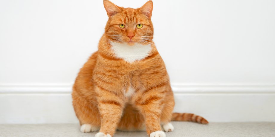 рыжий кот