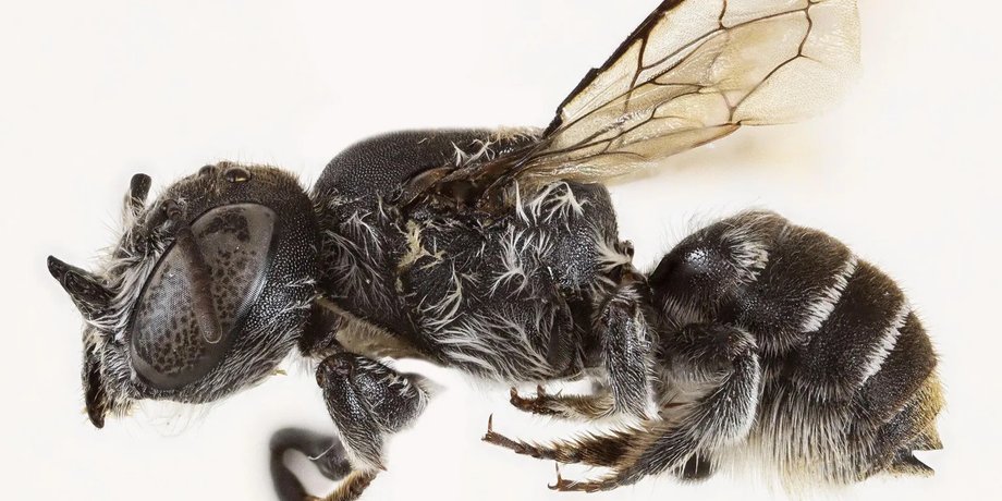 бджола люцифер