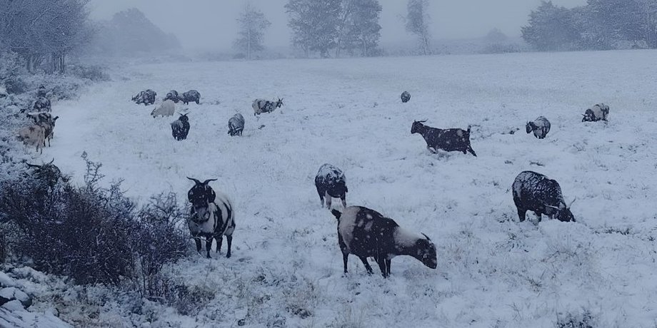 юар, снег, снегопад, африка снегопад