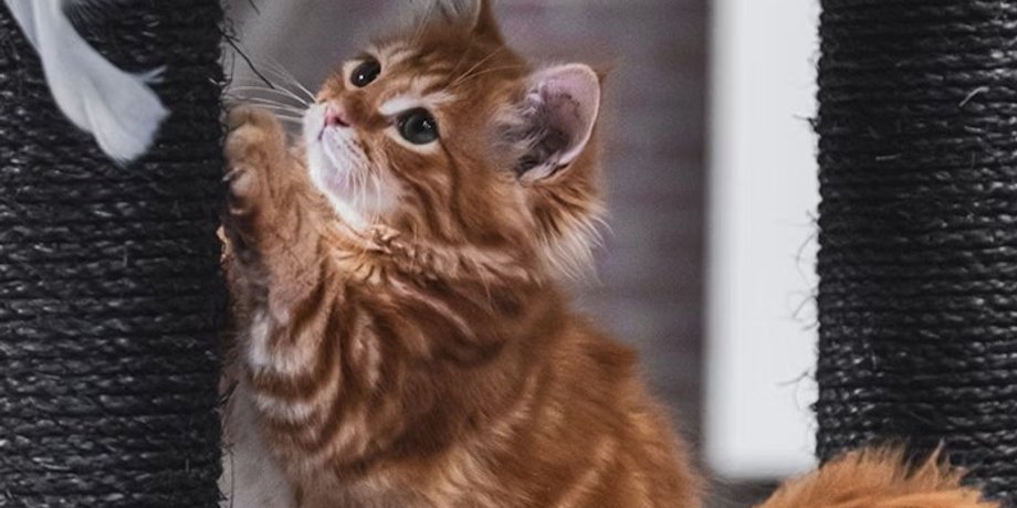 кошки, кошки царапание