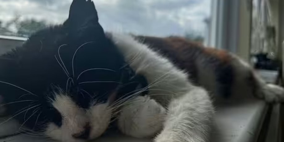 Побили кота, кіт, побили кішку, домашня тварина, шкуродери, били і штовхали, поламали ребра, притулок, розслідування