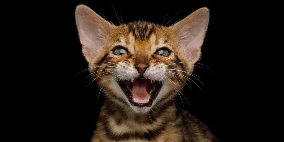 Коти можуть бути психопатами, тест на психопата для кота, тест для кота, як визначити чи кіт психопат