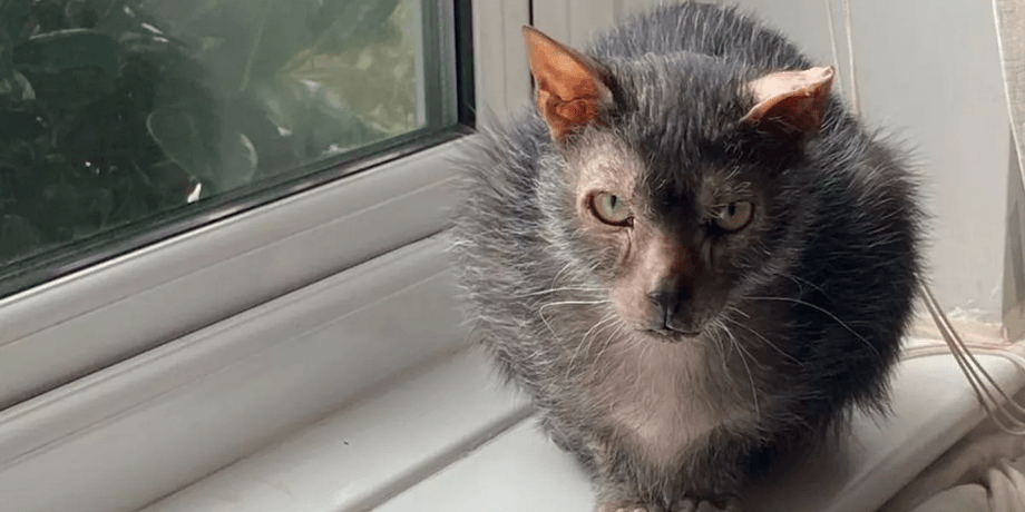 Редкий вид кошек, кошка, животные, редкий вид, кошка-оборотень, пугает людей, сдали в приют, защита животных, новый дом