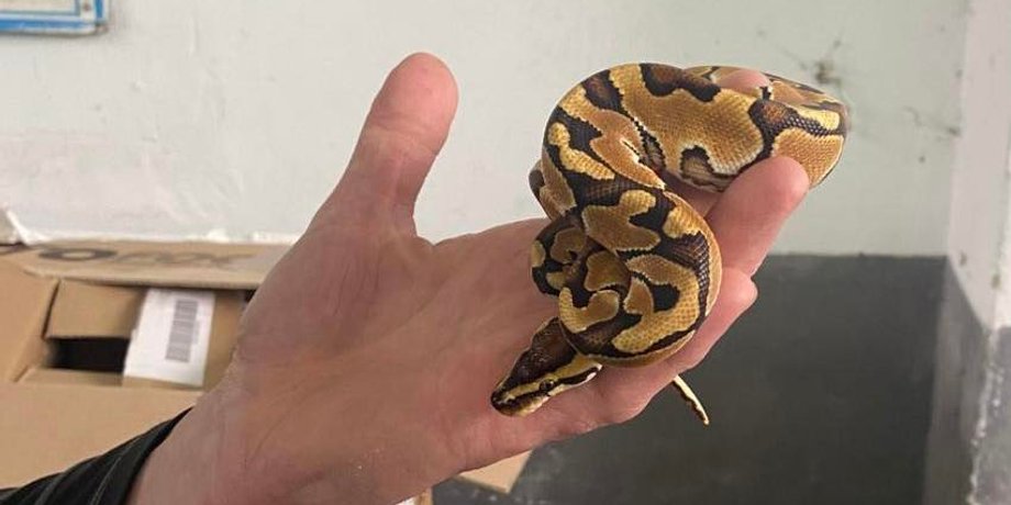 королевский питон