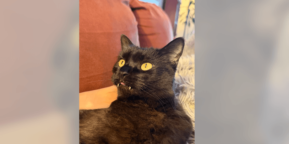 Растут зубы у кота, в чем дело