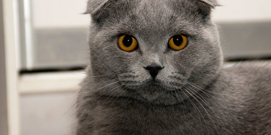 породистые коты, заболевания