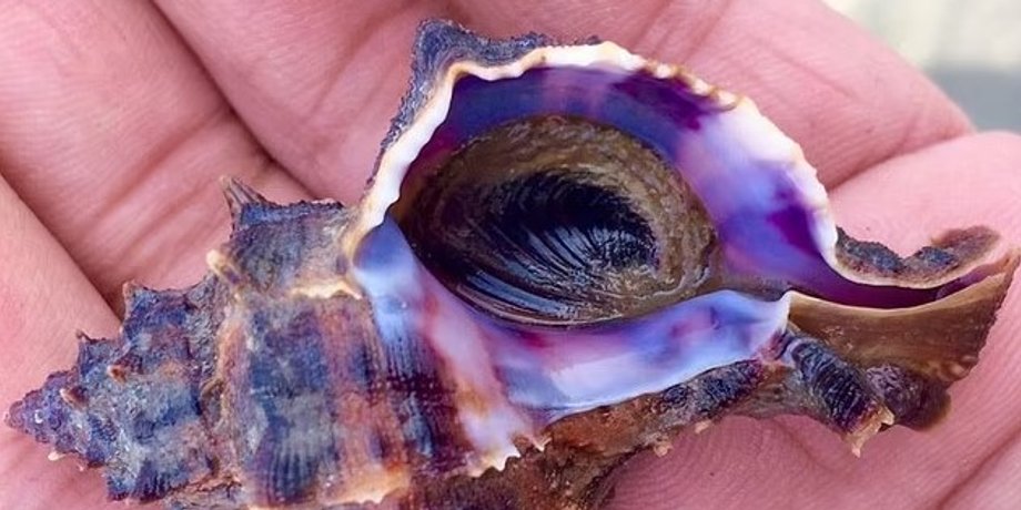морская улитка, хищная морская улитка