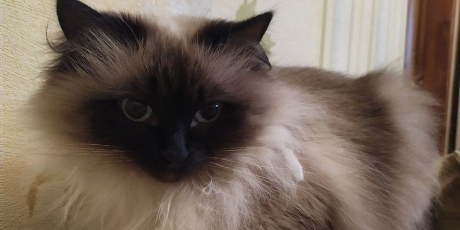 кошка, подарок, домашние животные