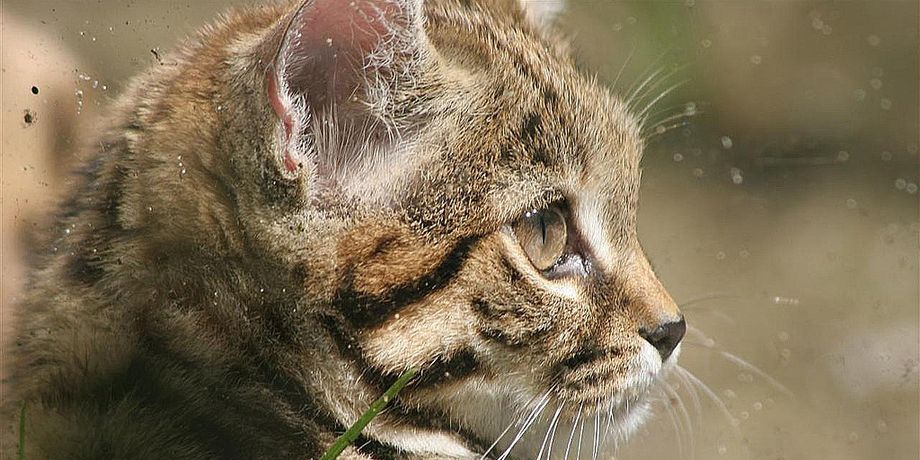Африканская чернолапая кошка, самая смертоносная кошка, самая смертоносная кошка в мире, Felis nigripes, самая маленькая кошка Африки, успешность охоты, верхушечный хищник, юг Африки, уединенный образ жизни, природоохранные мероприятия