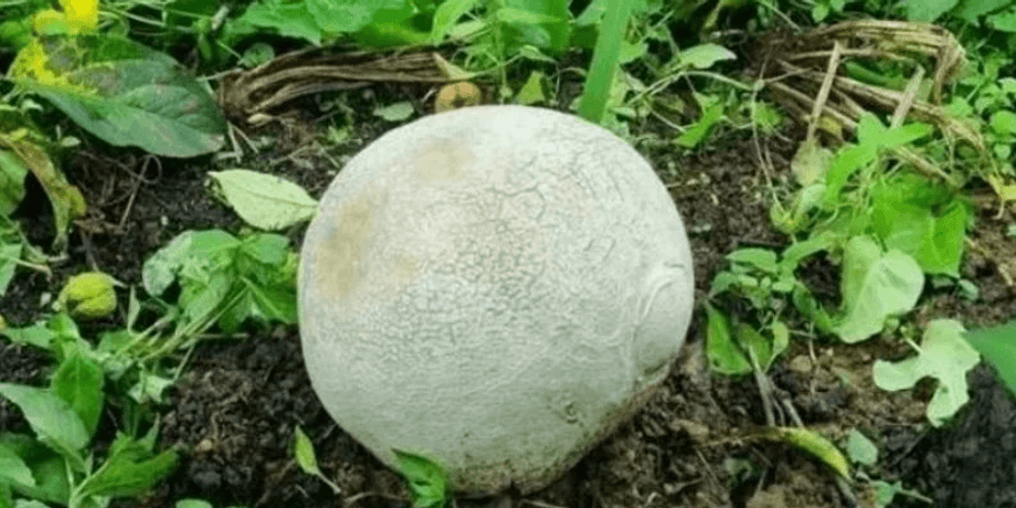 Величезний гриб, Головач гігантський, Calvatia gigantea, фермер знайшов гриб, рідкісний гриб, дорогий гриб, небезпечний гриб,